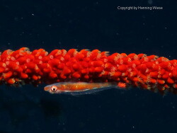 Bryaninops loki; Aufnahme Malediven