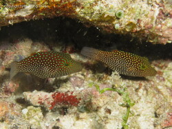 Canthigaster janthinoptera thumbnail