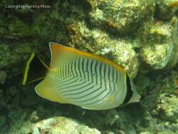 Chaetodon trifascialis; Aufnahme Malediven