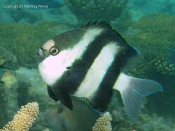 Dascyllus aruanus; Aufnahme Malediven