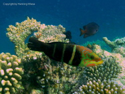 Hemigymnus fasciatus; Aufnahme Malediven