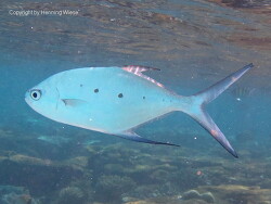 Trachinotus baillonii; Aufnahme Malediven