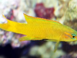 Copyright Hiroyuki Tanaka, Foto von den Philippinen