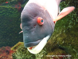 Semicossyphus pulcher; Aufnahme Zooli Basel