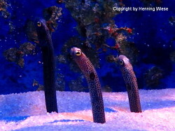 Heteroconger hassi; Aufnahme Zolli Basel