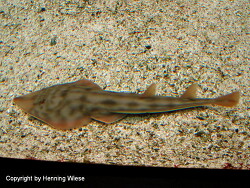 Rhinobatos productus; Aufnahme Zolli Basel