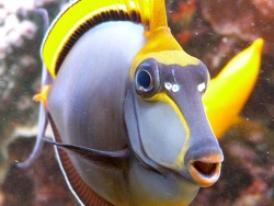 Naso elegans thumbnail