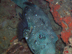 Copyright Olaf Neusser, Cebu, Philippinen