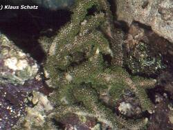 Briareum stechei thumbnail