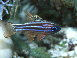 Copyright Dr. Paddy Rayn