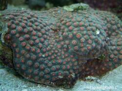 Cyphastrea ocellina thumbnail