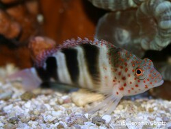 Amblycirrhitus pinos thumbnail