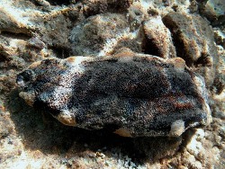 Copyright Phillippe Bourjon