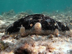 Copyright Phillippe Bourjon