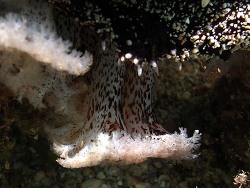 Copyright Phillippe Bourjon