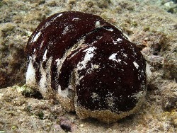 Copyright Phillippe Bourjon