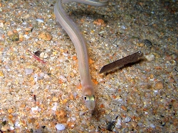 Copyright  Roberto Pillion, Foto aus Italien