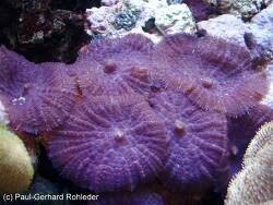 Rhodactis inchoata thumbnail