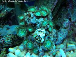 Palythoa-sp. 03 thumbnail