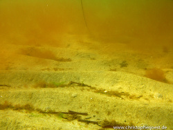 Mesodinium rubrum,Poel/Timmendorf, Copyright Christopher Joest