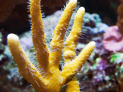 Copyright Sabine Penisson, Nice, France