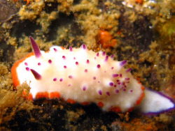 Mexichromis mariei (c) by Anders Poulson