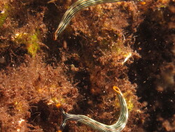 Thuridilla gracilis; Aufnahme Rajat Ampat