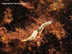 Thuridilla gracilis; Aufnahme Rajat Ampat