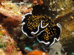 Thysanozoon nigropapillosum; Aufnahme Rajat Ampat