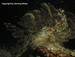 Astroboa nuda; Aufnahme Rajat Ampat