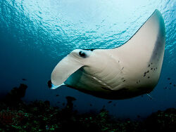 Copyright Shiyam ElkCloner,  Creative Commons Attribution-Share Alike 3.0 Unported license.