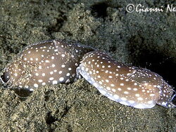 Copyright Gianni Neto, Foto aus Italien