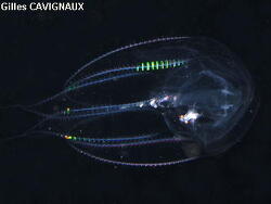 Copyright Gilles Cavignauy