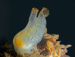 Copyright © Peter J. Bryant, USA