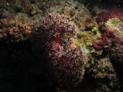 Dendronephthya mucronata Copyright Henning Wiese