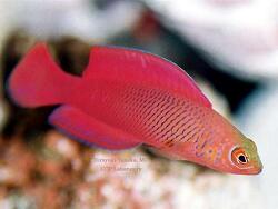 Copyright Hiroyuki Tanaka, MD, Foto Great Barrier Reef