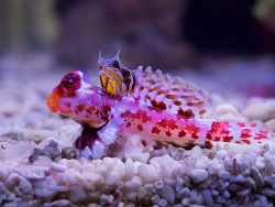 Synchiropus stellatus thumbnail