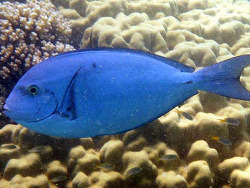 Copyright Jeff  Dubosc, Foto Neukaledonien