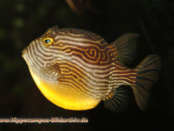 Copyright Hippocamous-Bildarchiv