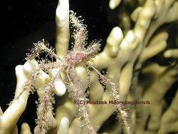 Nymphon sp.01 thumbnail