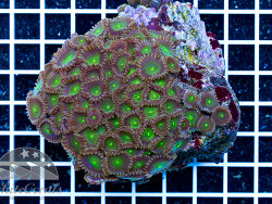 Zoanthus Green People Eater (c) by Whitecorals