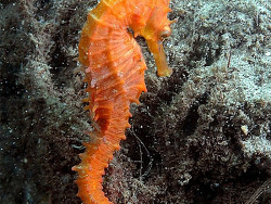 Copyright Ian Bank, Foto Gold Coast Seaway, Queensland , Australien