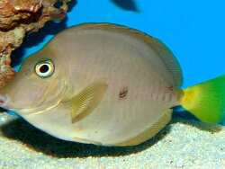  (c) by Joachim Großkopf