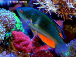 Cirrhilabrus melanomarginatus thumbnail