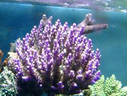 Acropora valida thumbnail
