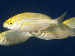 Copyright Prof. Dr. Robert Patzner, Spanien