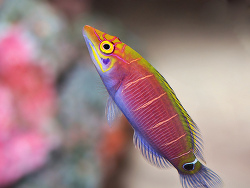 Copyright LemonTeaYK