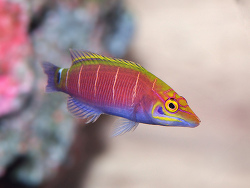 Copyright LemonTeaYK