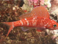 Copyright Fenton Walsh, Foto Korallenmeer,Flora Reef, Australien