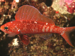 Copyright Fenton Walsh, Foto Korallenmeer,Flora Reef, Australien
